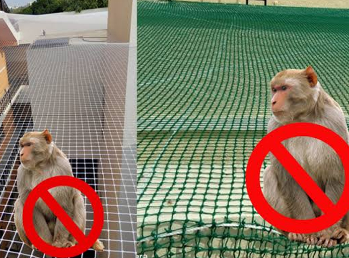 Monkey Safety Nets